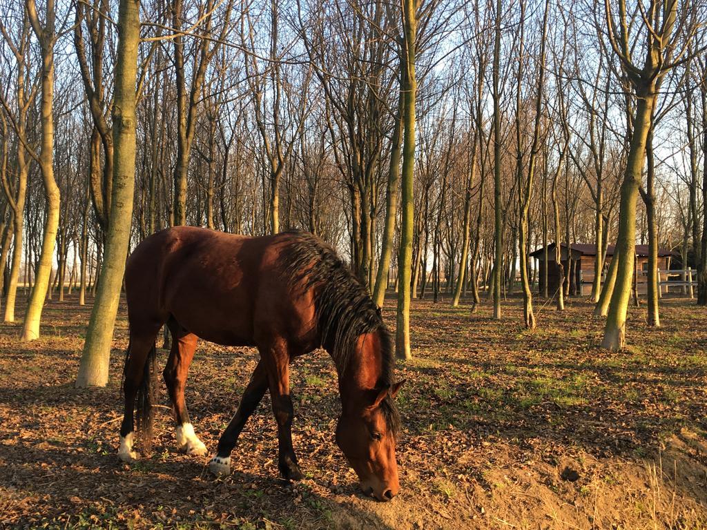 Agriturismo Corte Rocca San Giorgio di Mantova Kültér fotó