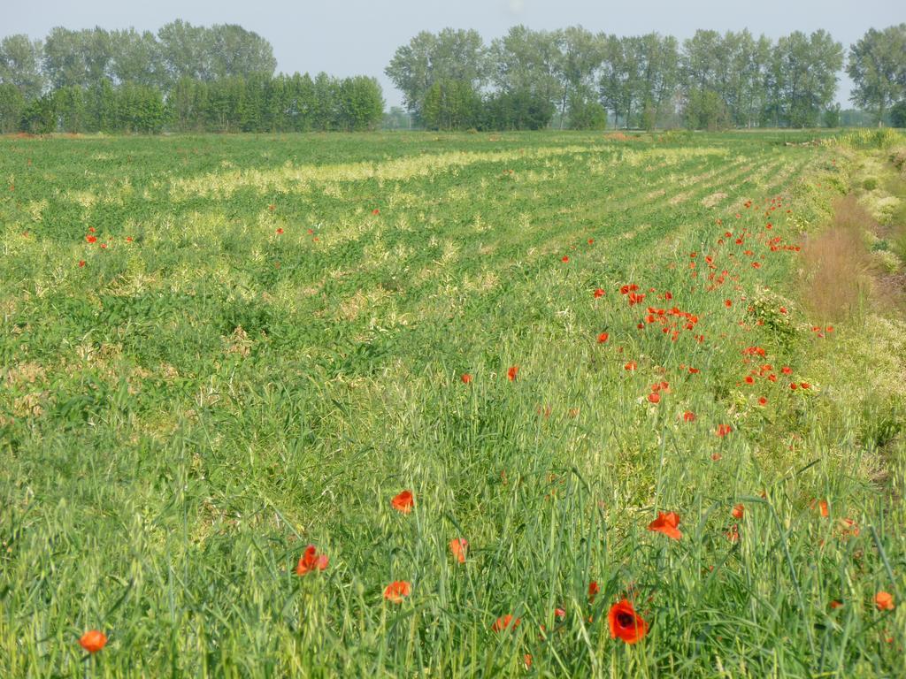 Agriturismo Corte Rocca San Giorgio di Mantova Kültér fotó